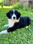 Дівчинка Border collie в очіванні родини, КСУ