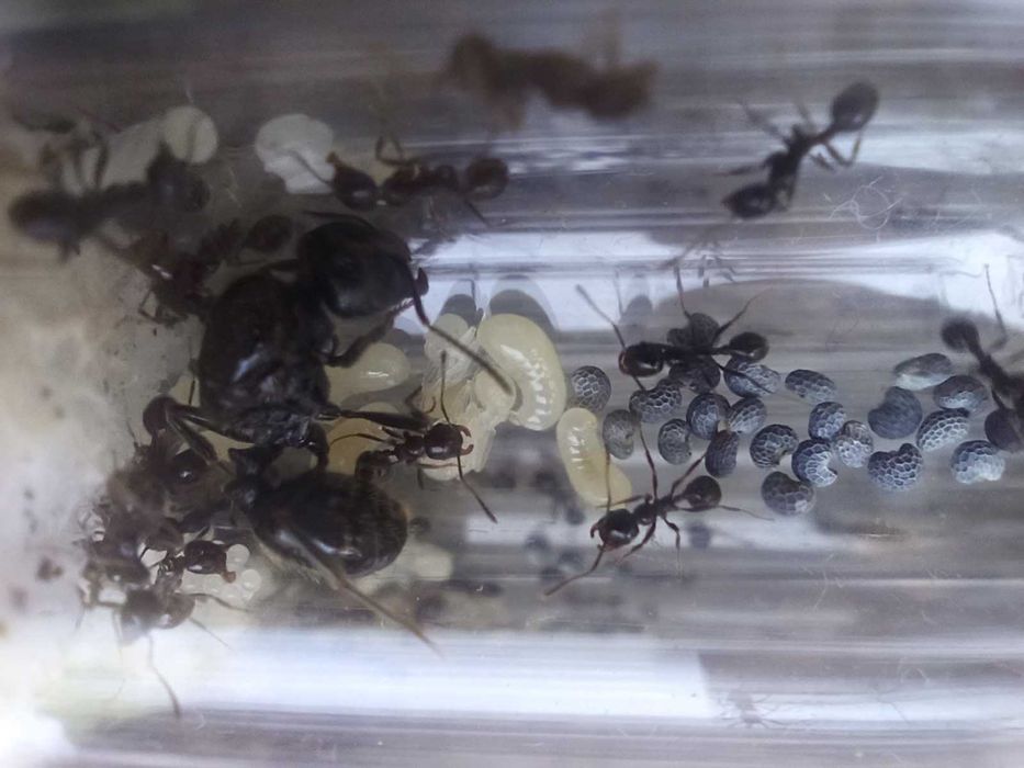 Мурахи Messor Structor, мурахи женці, муравьи жнецы, мессор структор