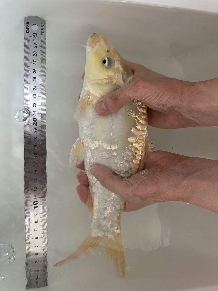 Karpie koi 25-30 cm
