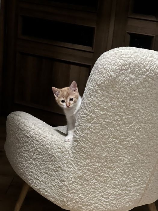 Кошеня Щирець в добрі руки