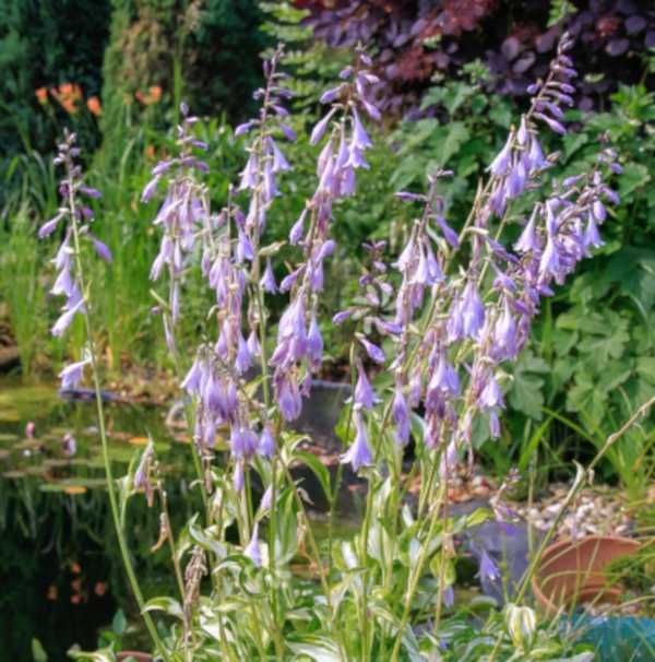 FUNKIA MEDIOVARIEGATA Hosta - sadzonki w doniczkach