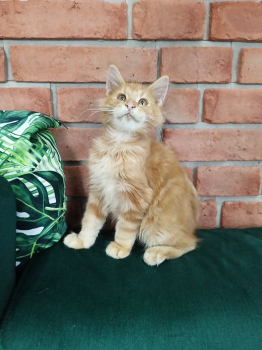 Piękny kocurek Maine Coon