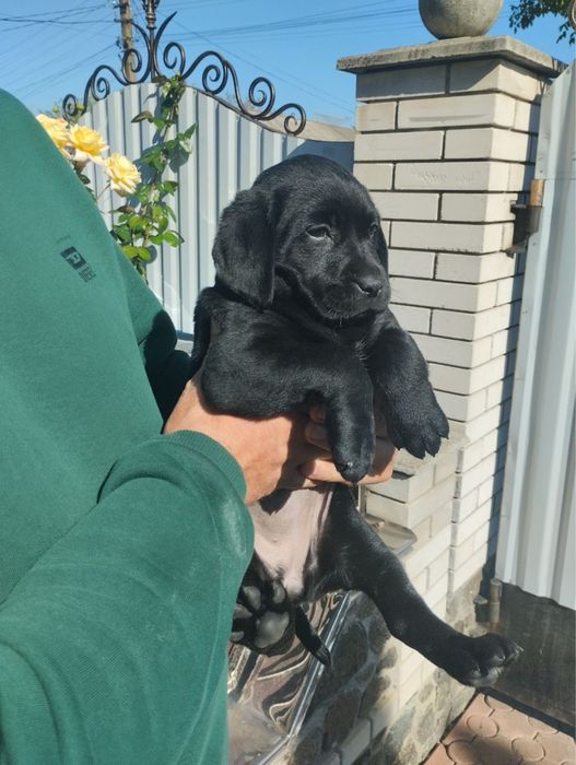Продам цуценят Лабрадорів