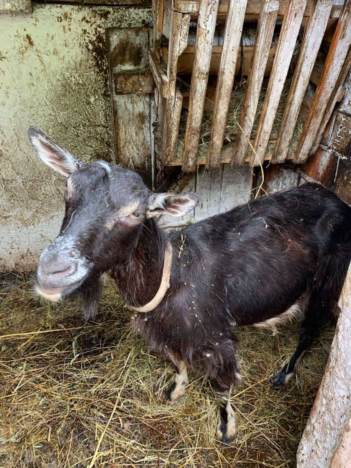 Продам козу дійну