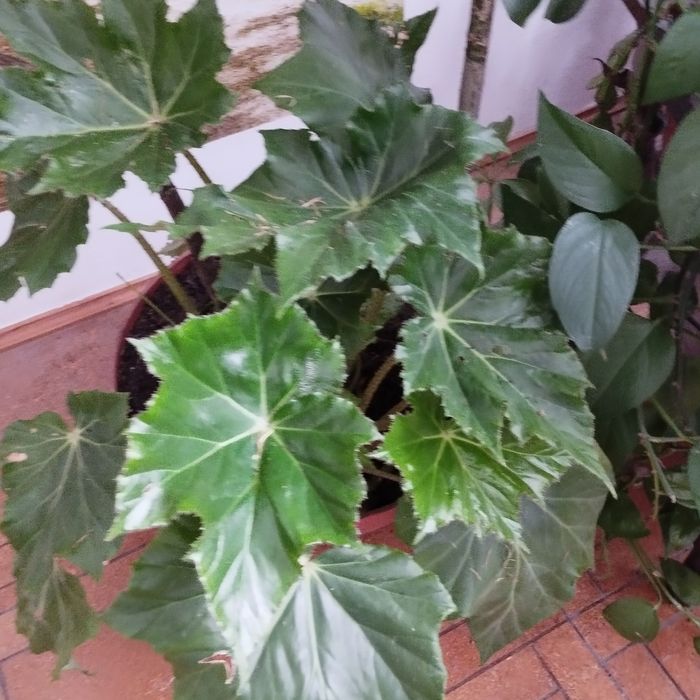 Begonia rącznikolistna