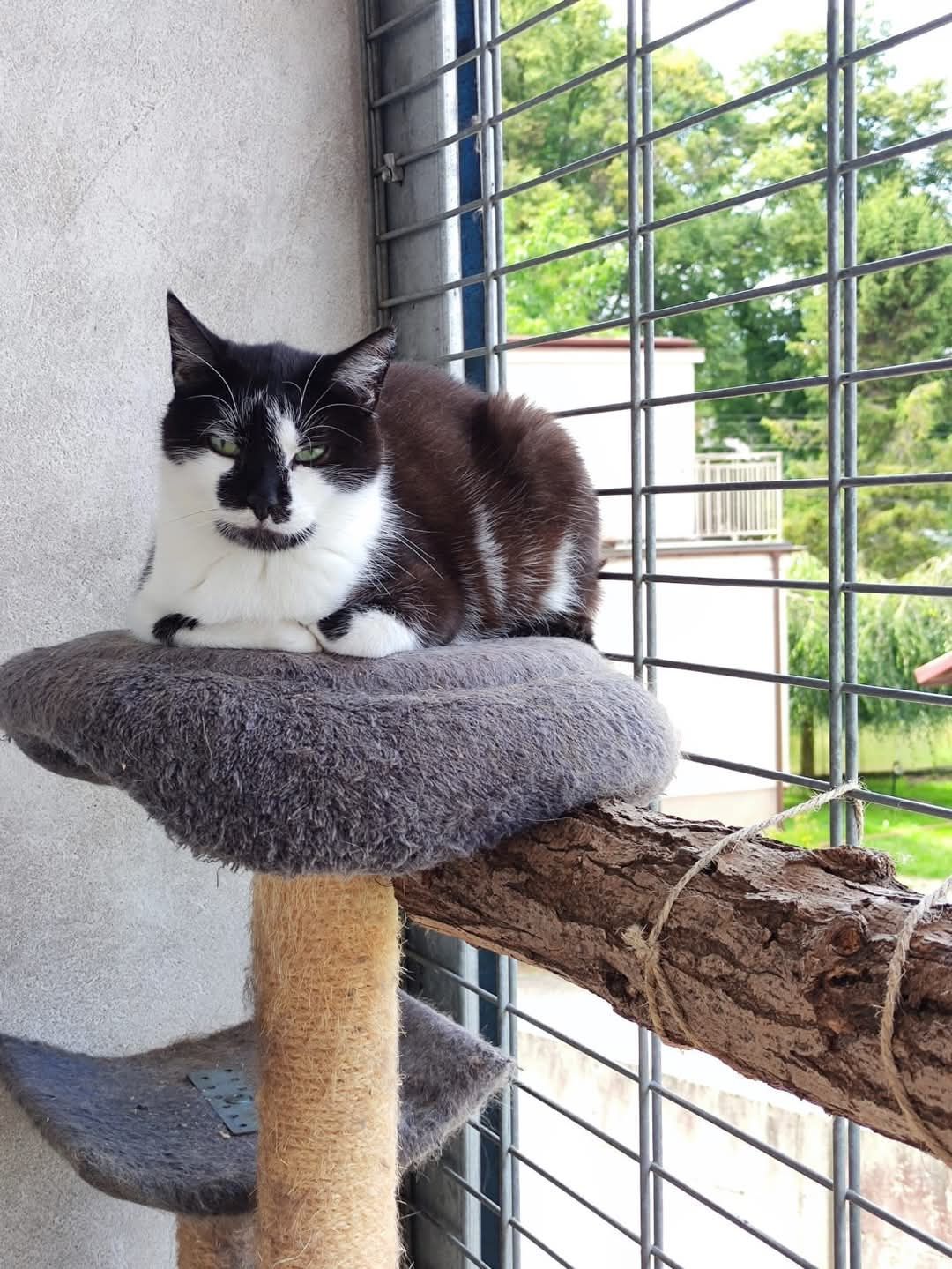 Kot ideał Buki do adopcji