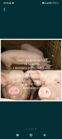 Свині без хімії живою вагою та розрубами