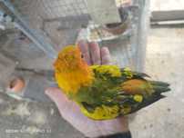 Aratinga sol domesticada