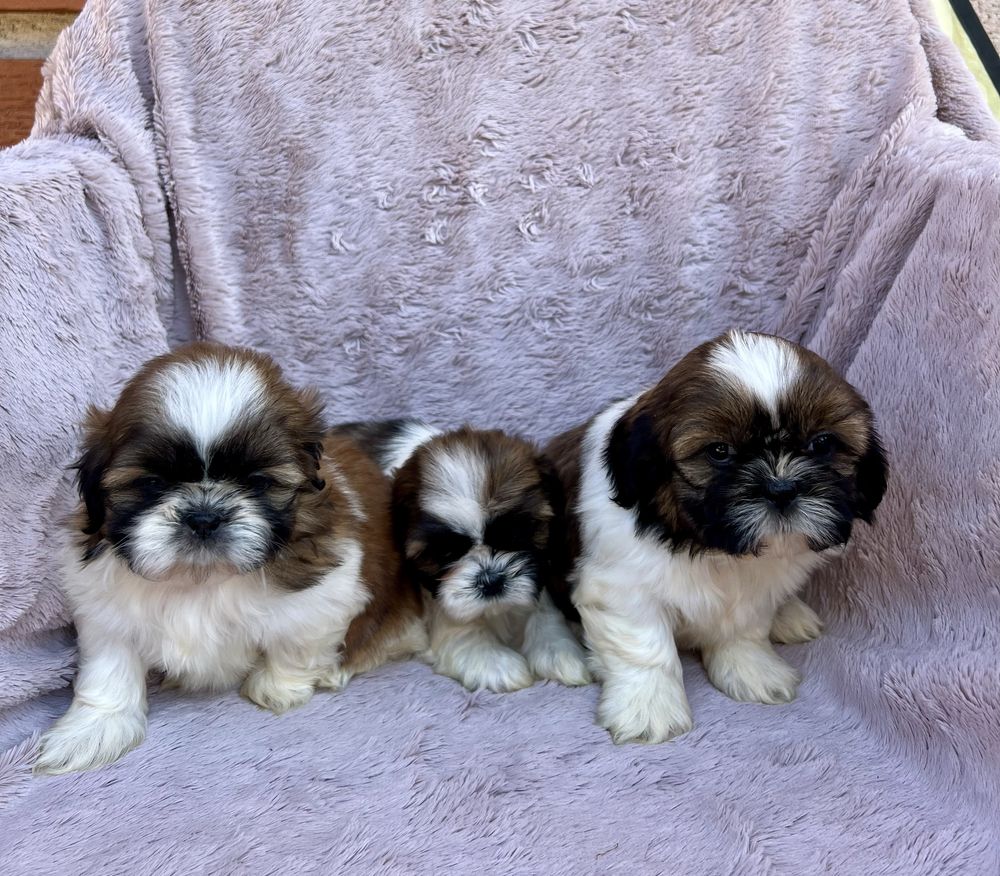 Suczka SHIH TZU Żyrardów