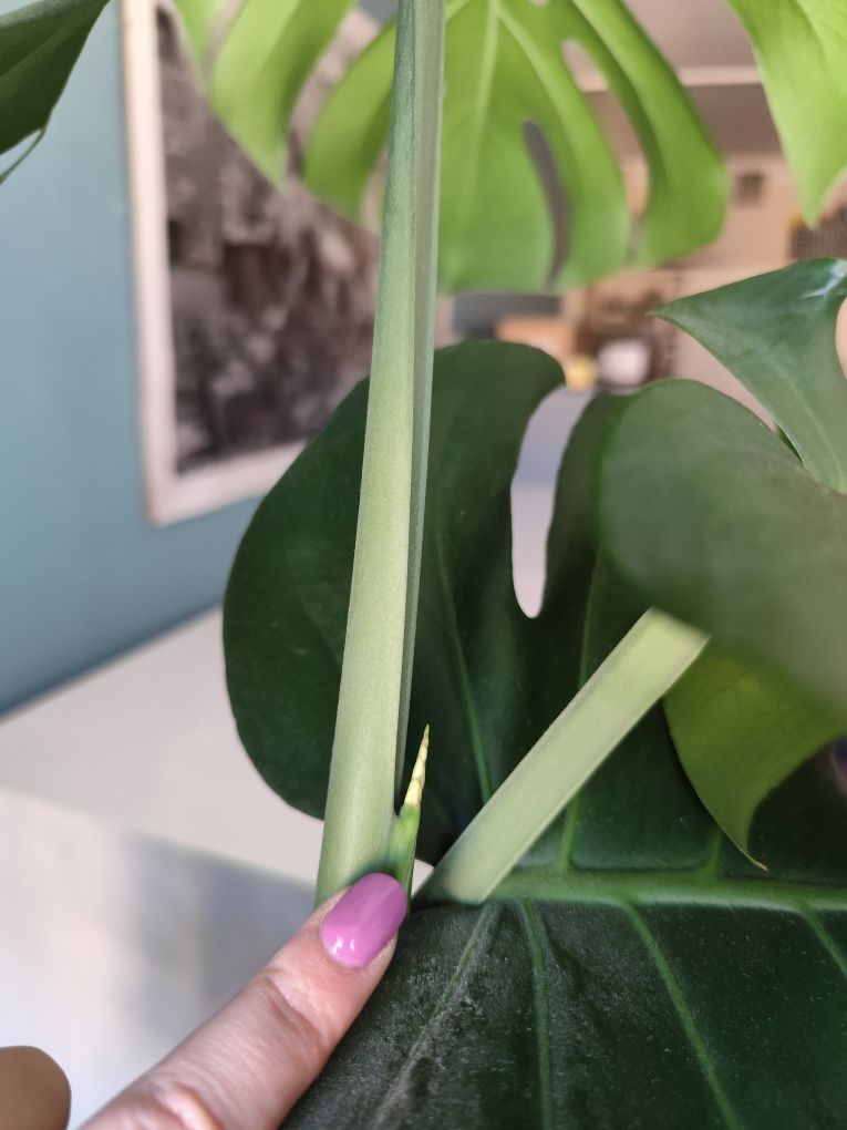 Monstera deliciosa/ monstera dziurawa