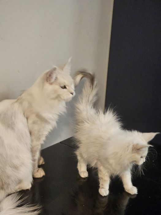 Hodowla kotów Maine Coon Kocia Farna