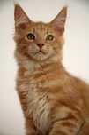 Maine coon kocurek Nuka