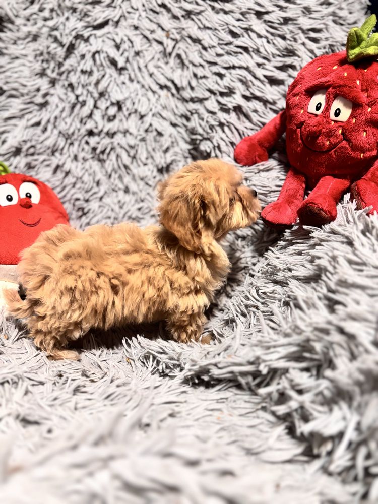 Maltipoo maltańczyk -pudel toy suczka
