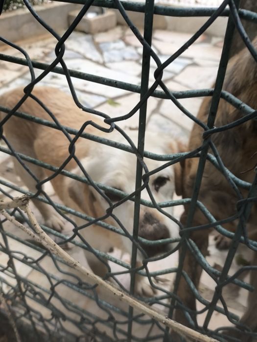 Ajuda para Labradora velhinha
