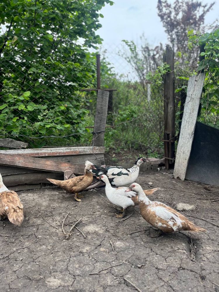 Продам індокачок