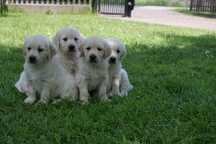 Golden retriever  przepiękne szczenięta z Rodowodem FCI ! Do odbioru!!
