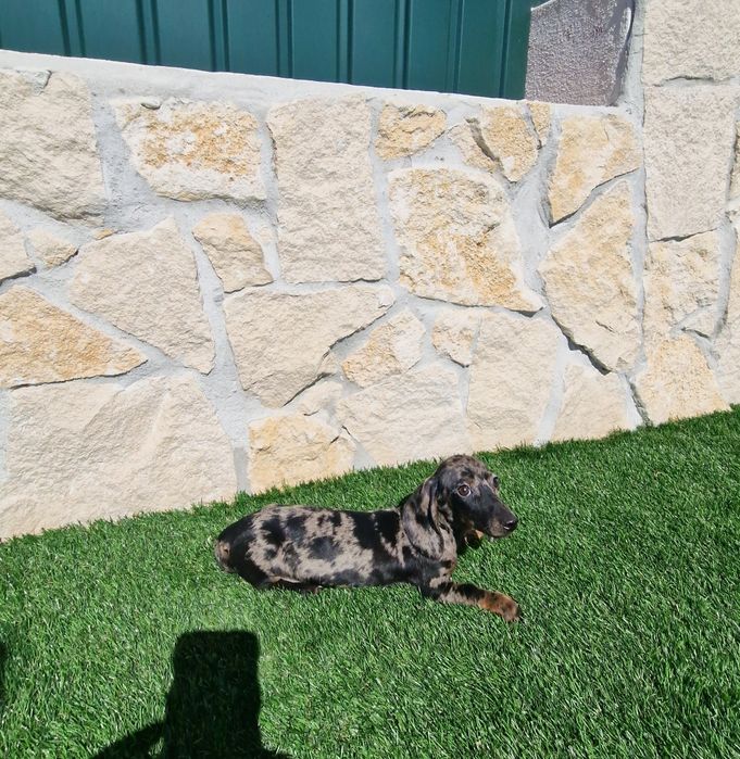 Teckel Black Merle Macho