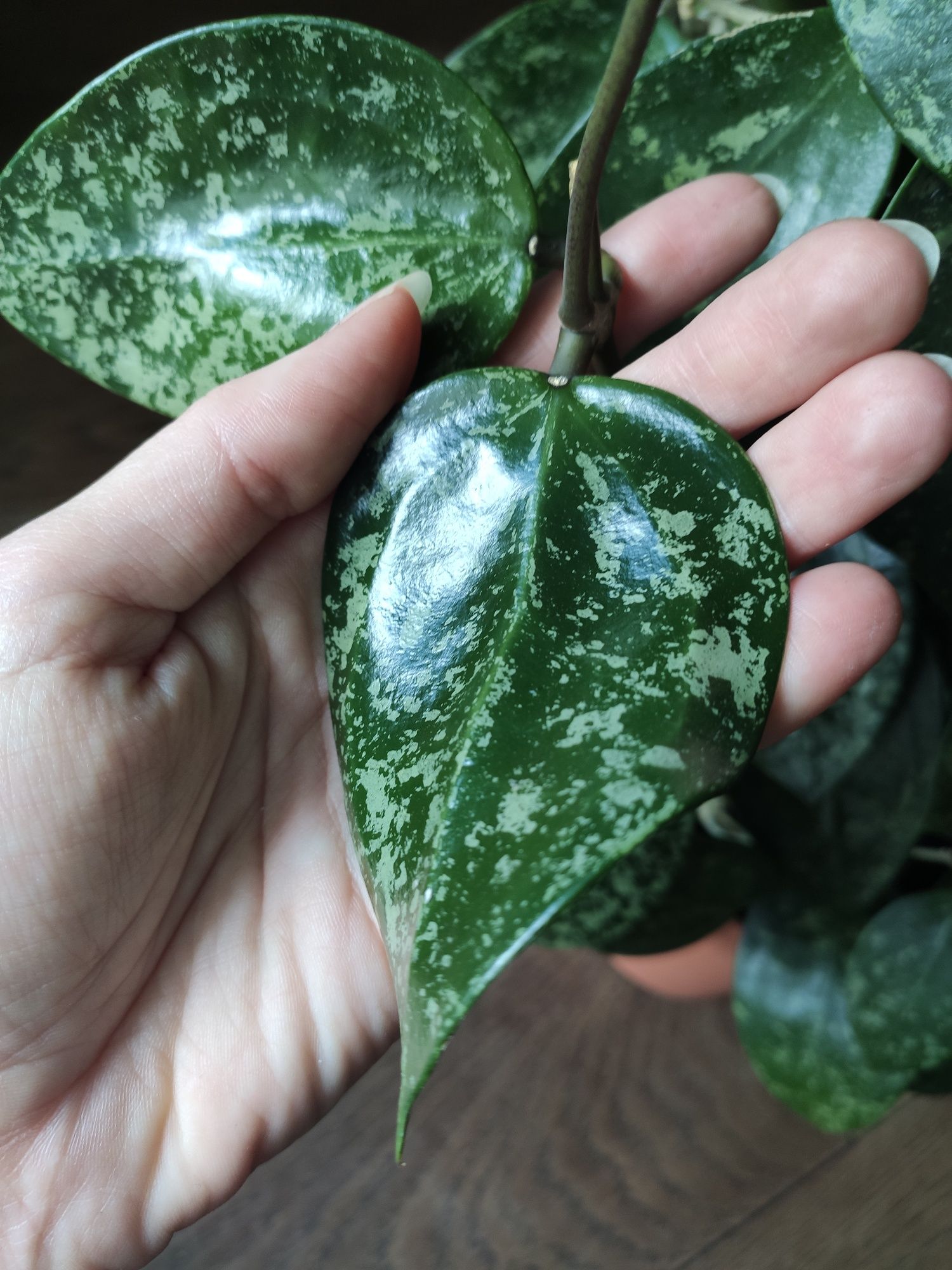 Hoya acuta 997 (stable pink spot splash on cordate leaves)