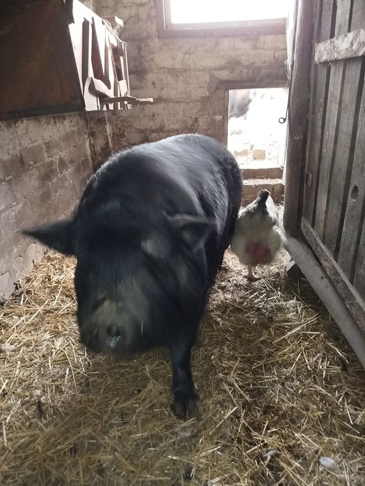 Кнур і свіноматка в'єтнамські