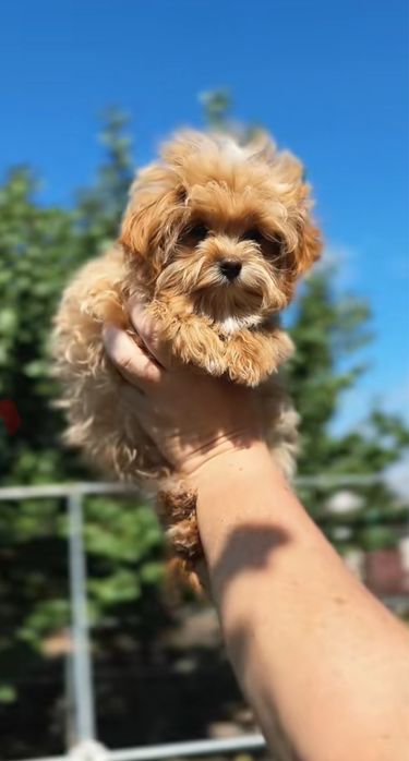 Мальтіпу Ф1 хлопчик, розмір мікро(-2кг)