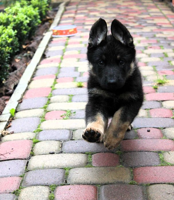 Цуценята східноєвропейської вівчарки СЄВ/ВЕО