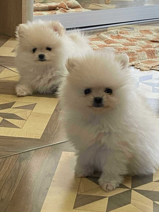 Szpic miniaturowy pomeranian przepiękna sunia