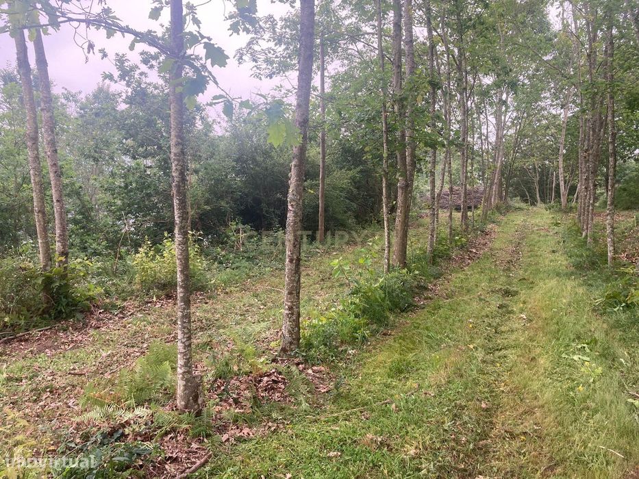 Terreno Rústico Excepcional em Oldrões, Penafiel – Um Mundo de Possibi