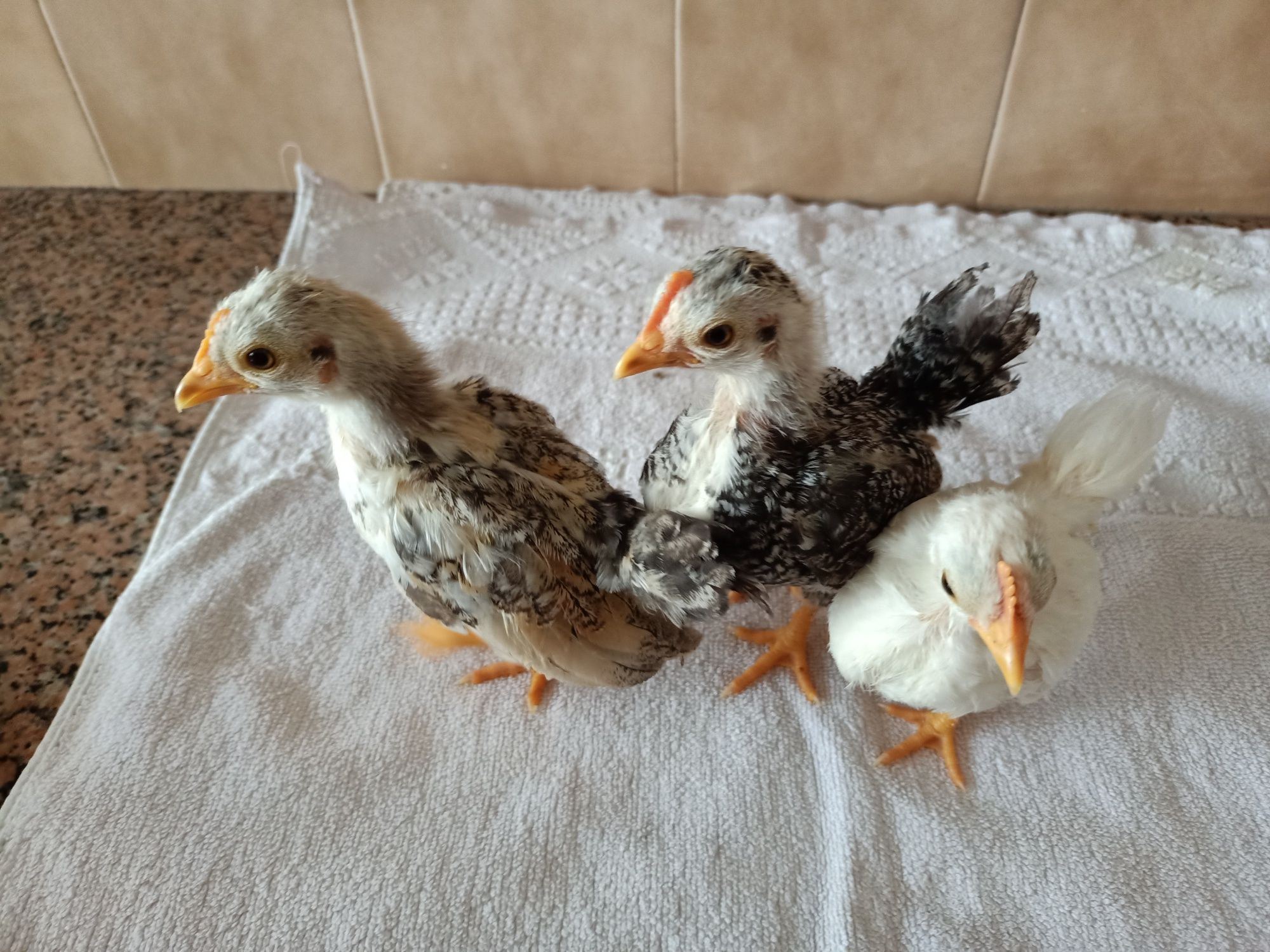 Galinha pintos serâmas aves galos