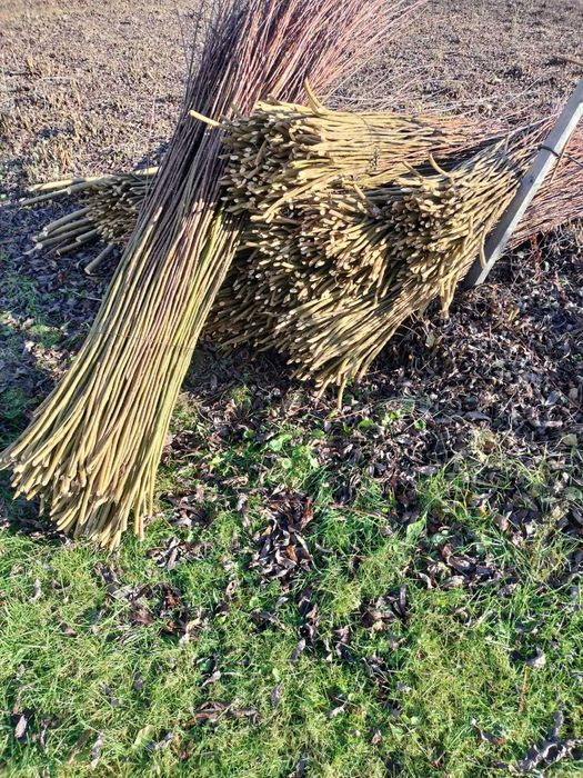 Sprzedam wikline amerykanke "pręcie"