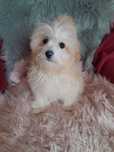 Mini maltipoo suczka maltańczyk pudel toy red gotowa do odbioru
