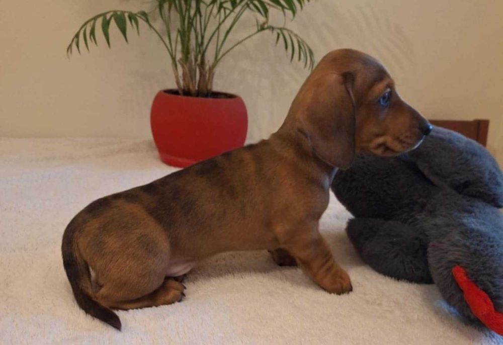 Jamnik krótkowłosy miniaturowy/króliczy marmurkowy ZKwP FCI