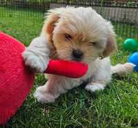 Kuzyn shih tzu, chłopiec Lhasa Apso ZKwP gotowy do zmiany domu