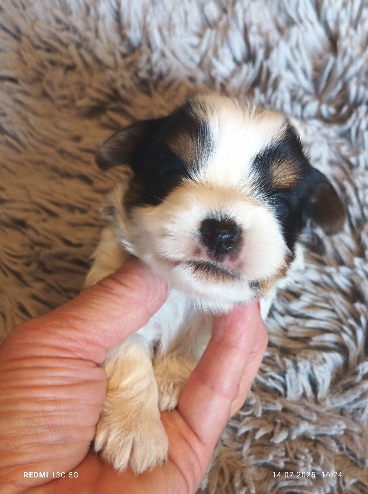 Yorkshire terrier biewer