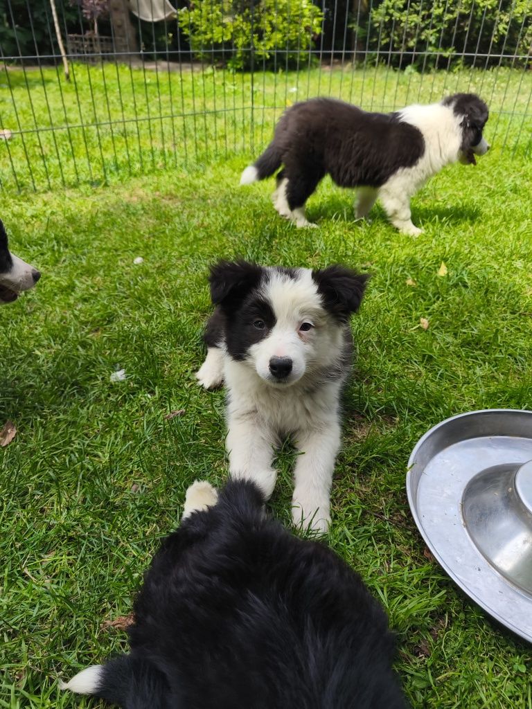 Border collie suczka