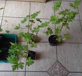 Geranium, anginka  w doniczce, wysyłka, lecznicza roślina