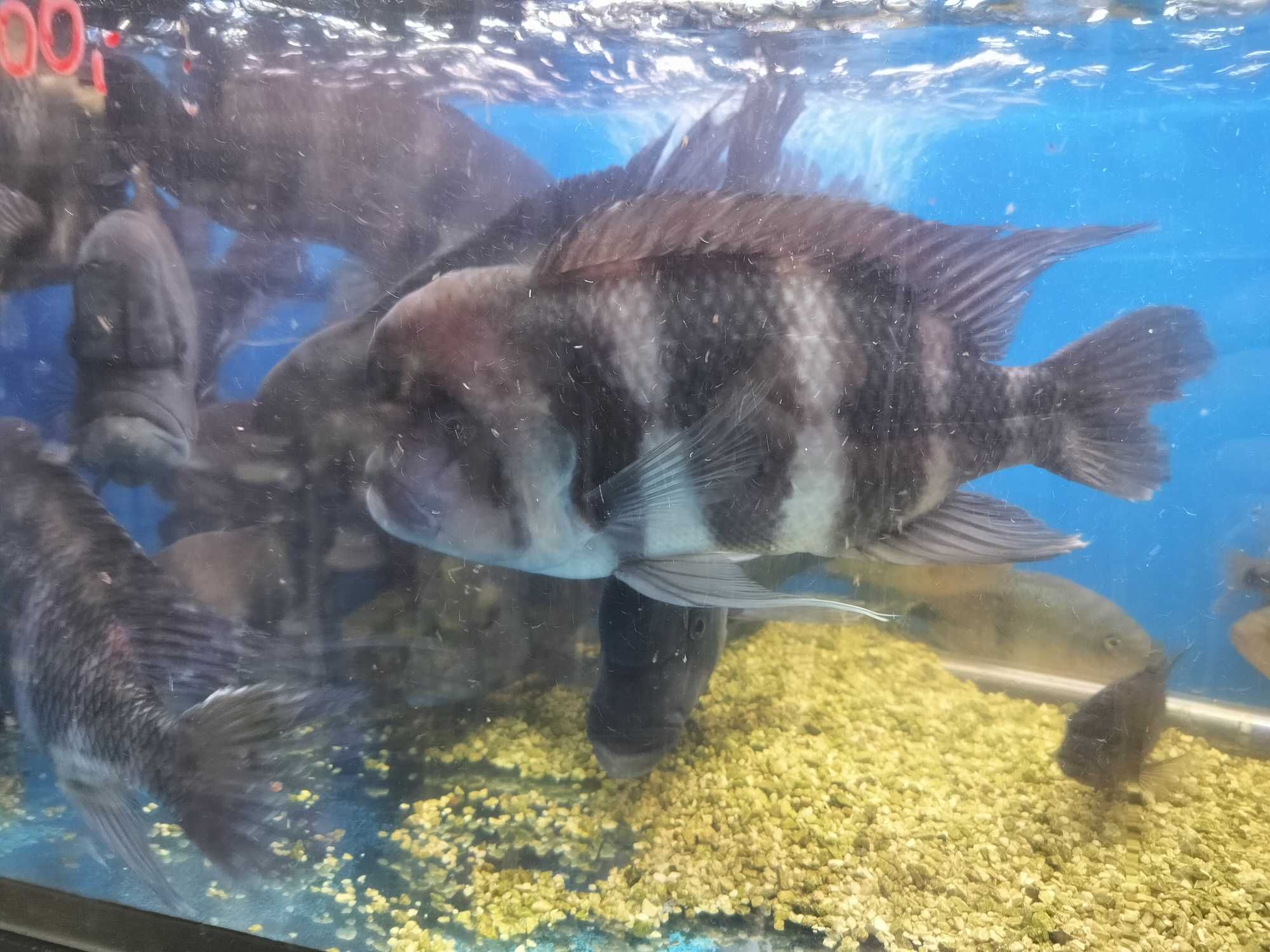 FRONTOSA  bielsko