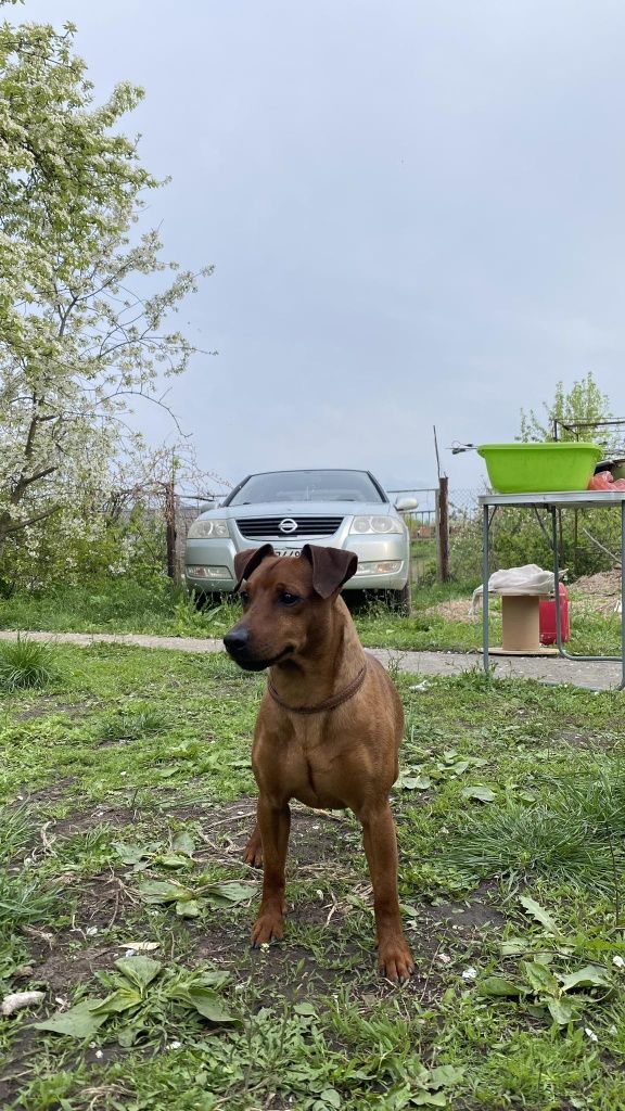 Цвергпінчер, дорослі собаки шукають сім'ю!