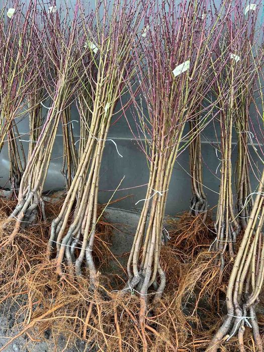 Саджанці,плодових та декоративних дерев та кущів