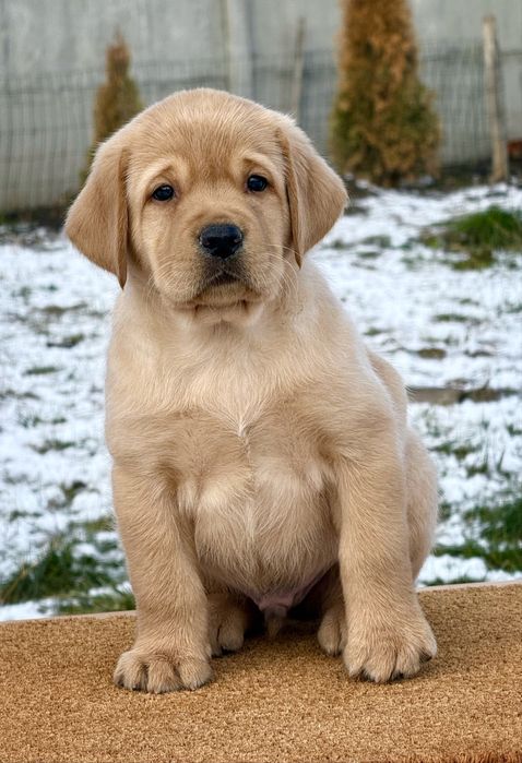 Руді хлопці з розплідника КСУ.