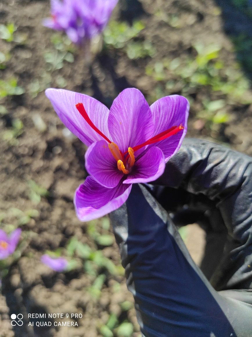 Шафран (Crocus Sativus) Оригінальний