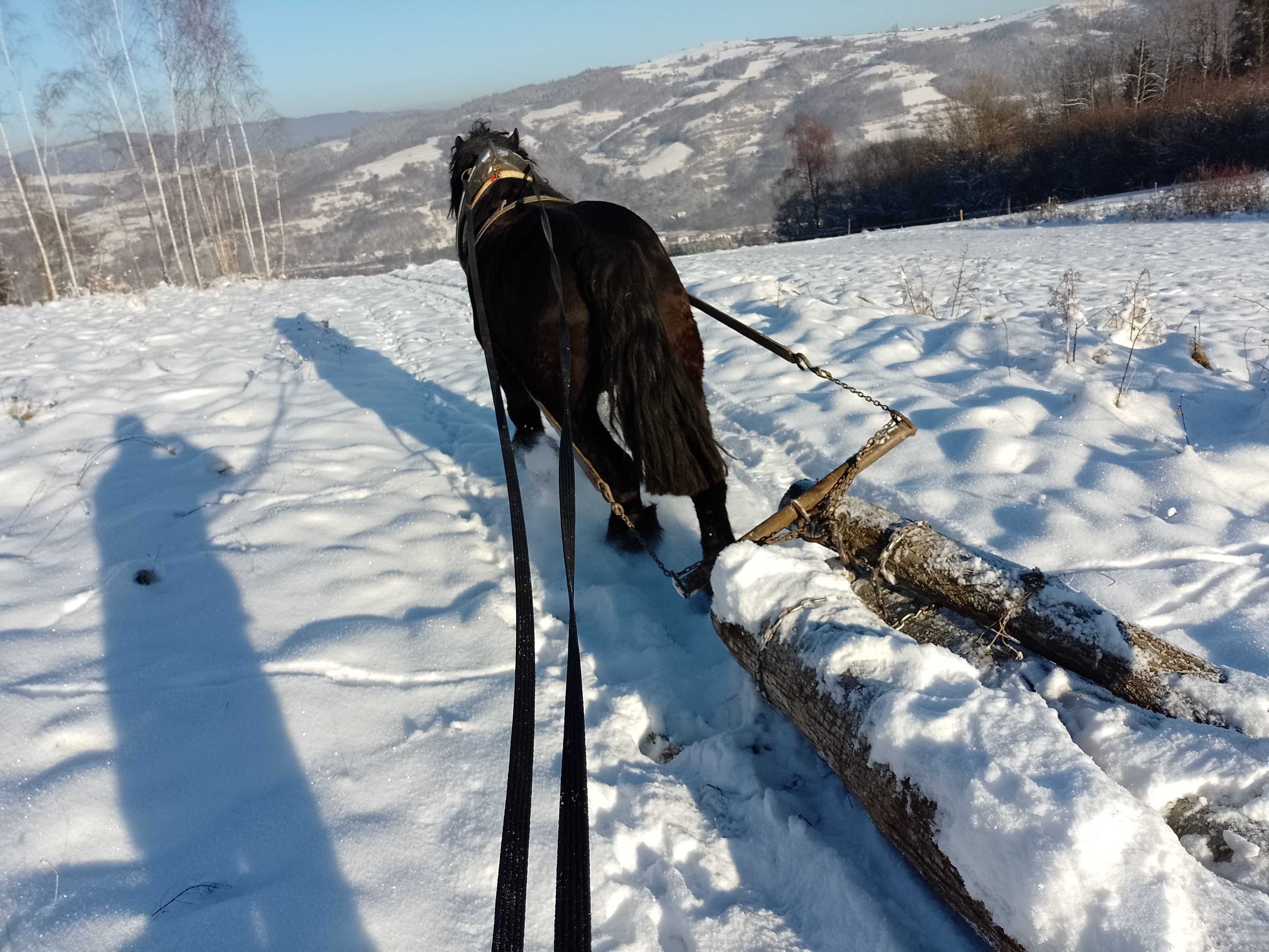 Koń zimnokrwisty