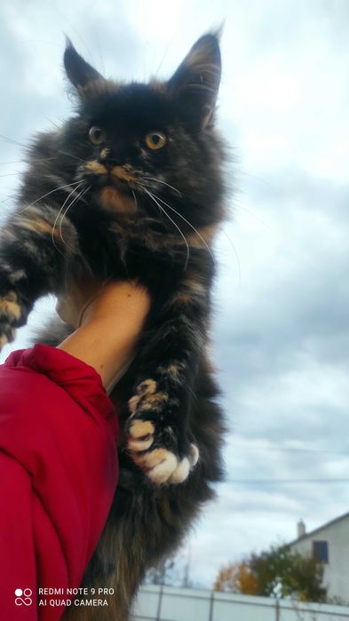 Кішечка Мейн-Кун черепашкового окрасу