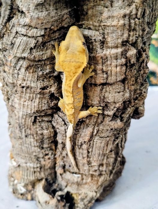 młody gekon orzęsiony