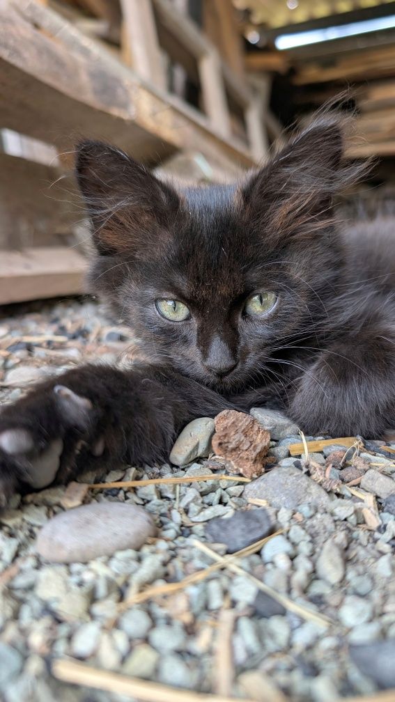 Котята ,кіт , котик