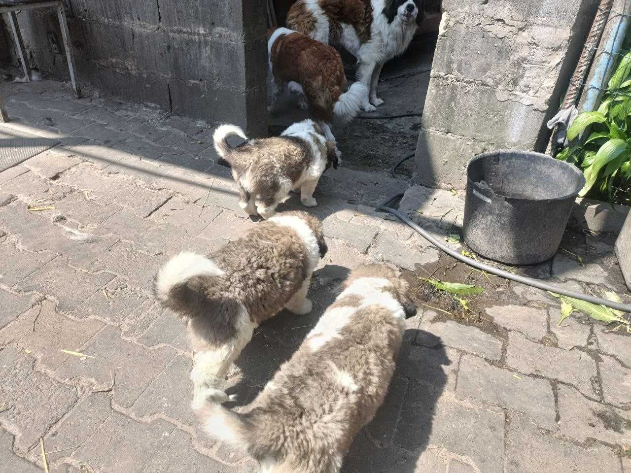 Продаються цуценята московської сторожевої!