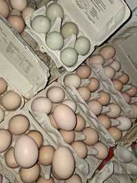 Jajka kurze wiejskie