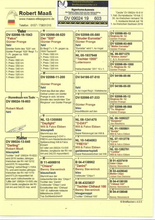 gołębie pocztowe - samiec - Transport Gratis