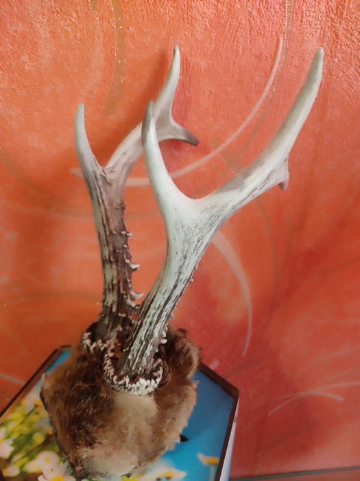 Роги дикої тварини