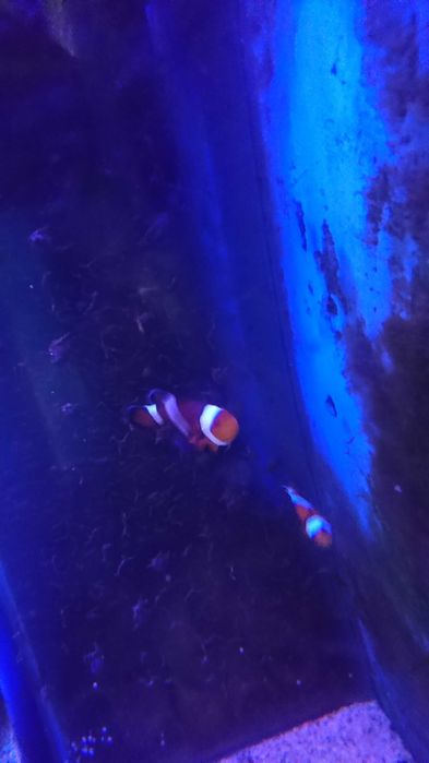 Ryby i korale Morskie