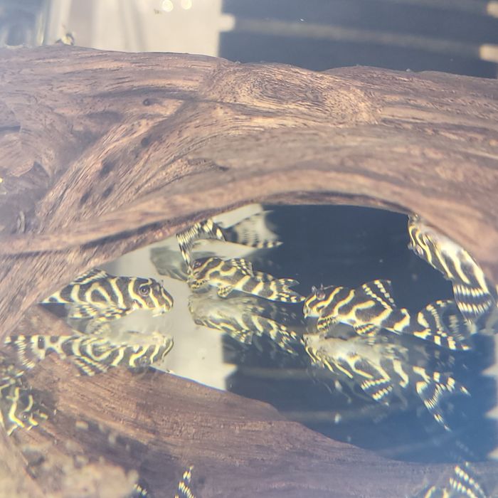 Zbrojnik Hypancistrus L333